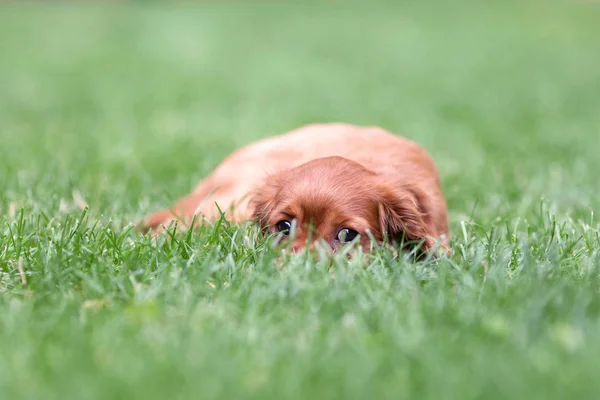 Schattige Puppy Verbergen Het Groene Gras — Stockfoto