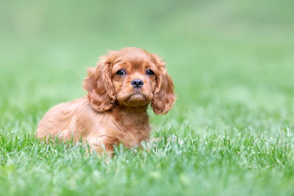 Bonito Cachorro Deitado Grama Jardim — Fotografia de Stock