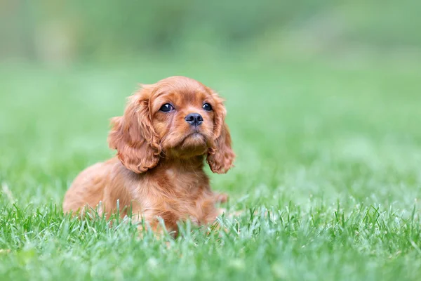 Bonito Cachorro Deitado Grama Jardim — Fotografia de Stock