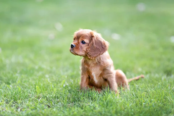 Urocza Puppy Siedzi Zielonej Trawie — Zdjęcie stockowe