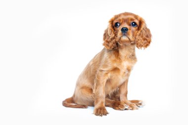 Beyaz arka plan üzerinde izole oturma şövalye spaniel köpek yavrusu portresi