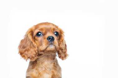 Şövalye spaniel köpek yavrusu kadar izole üzerinde beyaz arka plan arıyorum