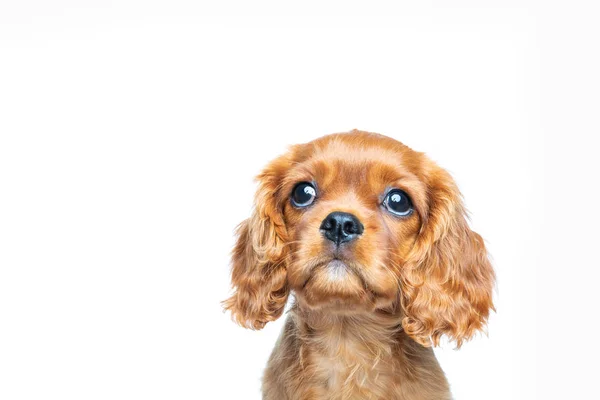 Kavalier Spaniel Welpe Schaut Isoliert Auf Weißem Hintergrund Auf — Stockfoto