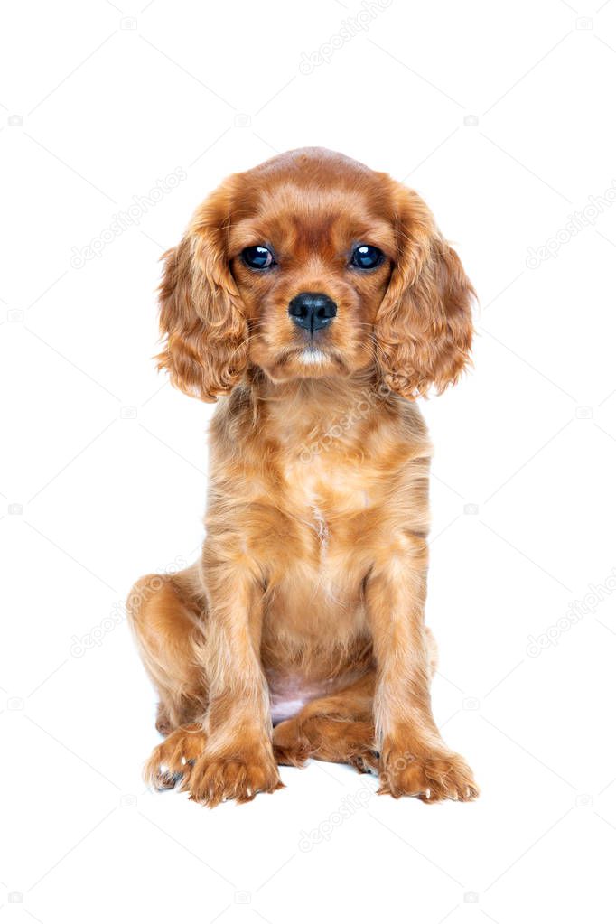 Portrait of cavalier spaniel puppy isolated on white background