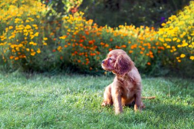 Bahçede yeşil çimenlerin üzerinde oturan sevimli köpek yavrusu