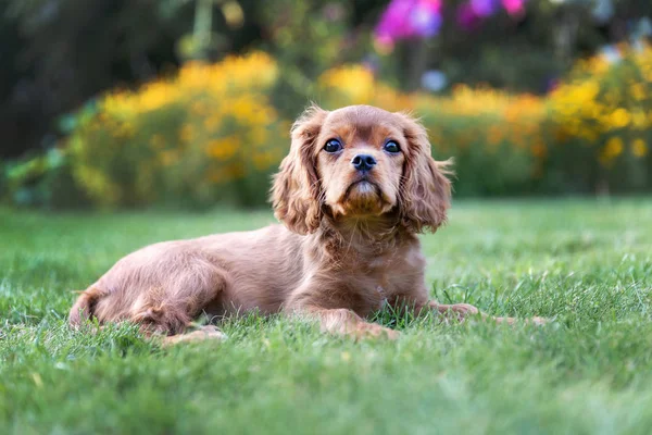 Cãozinho Adorável Deitado Grama Verde Jardim — Fotografia de Stock