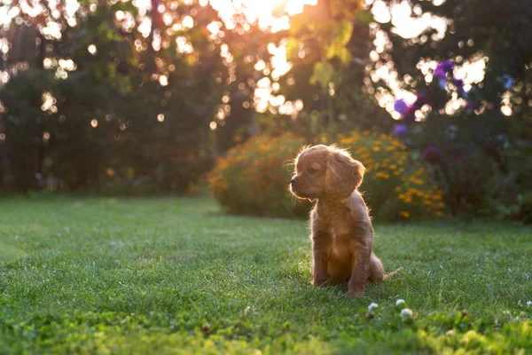 Cute Puppy Sitting Grass Sunset Light — Stock Photo, Image