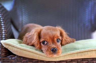 Sevimli köpek bahçe sandalye üzerinde yalan