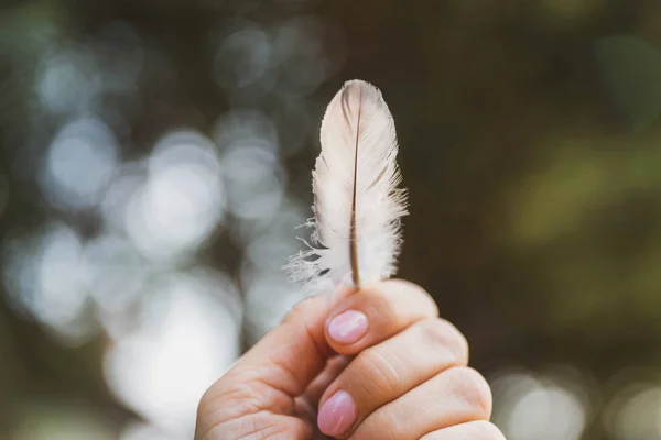 White beautiful feather in woman\'s hands