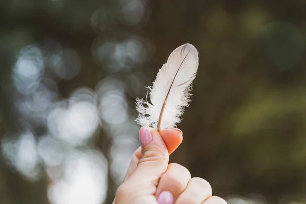 White Beautiful Feather Woman Hands — Stock Photo, Image