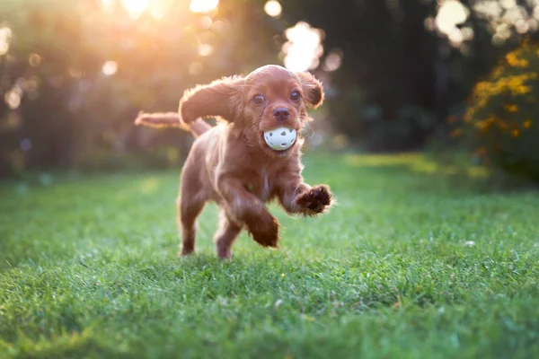 Cãozinho Feliz Brincando Com Bola Luz Pôr Sol — Fotografia de Stock