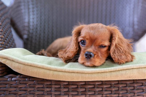 Carino Cucciolo Sdraiato Sulla Sedia Giardino — Foto Stock