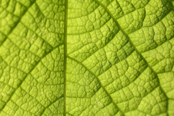 Primo Piano Foglia Verde Con Venature — Foto Stock