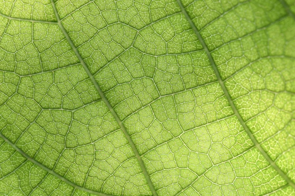 Close-up de folha verde — Fotografia de Stock