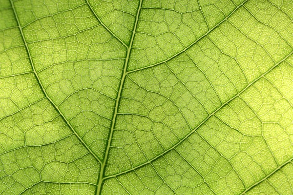 Detailní záběr zeleného listu — Stock fotografie