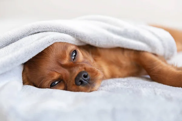 Lindo Cachorro Relajante Bajo Manta Suave — Foto de Stock