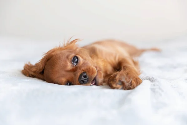 Bonito Filhote Cachorro Engraçado Relaxante Cobertor Macio — Fotografia de Stock