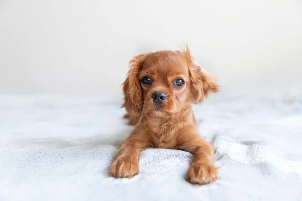 Bonito Filhote Cachorro Engraçado Relaxante Cobertor Macio — Fotografia de Stock