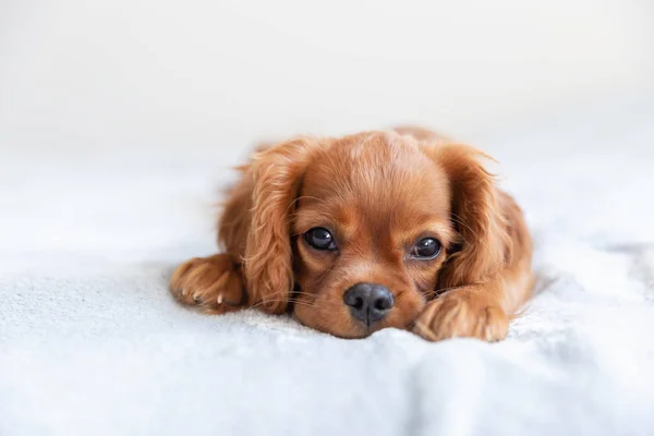 Schattige Puppy Ontspannen Zachte Deken — Stockfoto