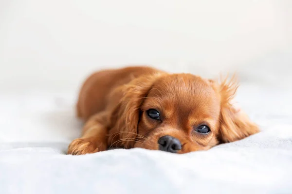 Cachorrinho bonito relaxante — Fotografia de Stock