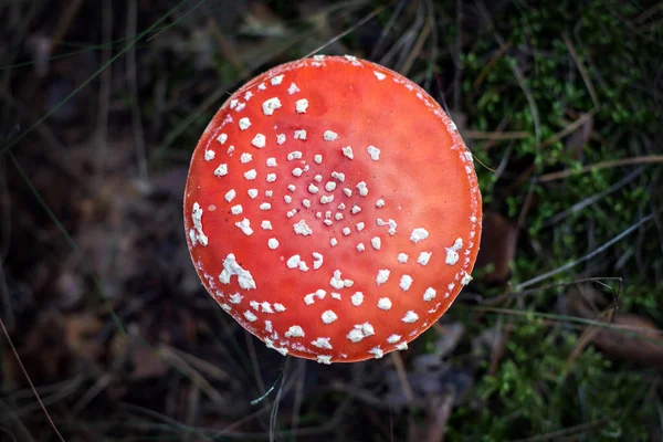 Giftiger Roter Fliegenpilz Wald Draufsicht — Stockfoto