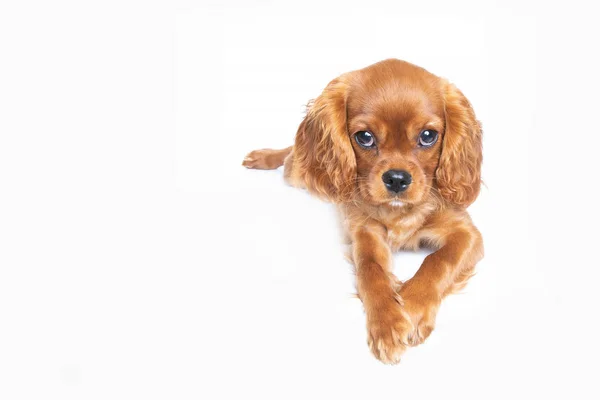 Filhote Cachorro Cavalier Spaniel Isolado Fundo Branco — Fotografia de Stock