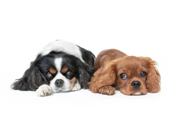 Deux Chiens Isolés Sur Fond Blanc — Photo