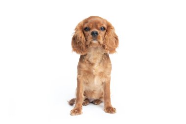 Sevimli köpek, şövalye spaniel köpek yavrusu, beyaz arka plan üzerinde izole