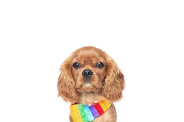 Beyaz arka plan üzerinde izole renkli fularlı şirin köpek