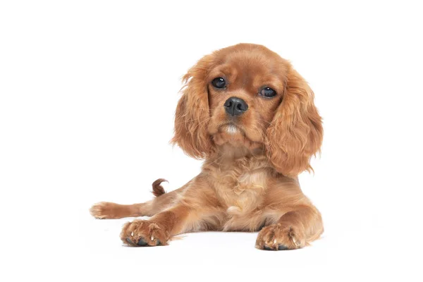 Niedlicher Hund Kavalier Spaniel Welpe Isoliert Auf Weißem Hintergrund — Stockfoto