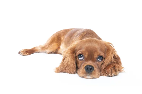 Cão Bonito Cavalier Spaniel Filhote Cachorro Isolado Fundo Branco — Fotografia de Stock