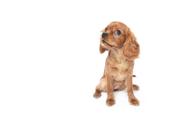 Niedlicher Hund Kavalier Spaniel Welpe Isoliert Auf Weißem Hintergrund — Stockfoto