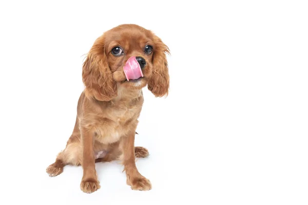 Niedlicher Hund Leckt Nase Isoliert Auf Weißem Hintergrund — Stockfoto