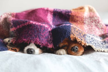 İki köpek sleepeing sıcak battaniye altında birlikte
