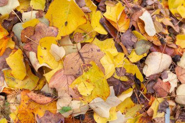 Renkli yığını sonbahar yaprakları