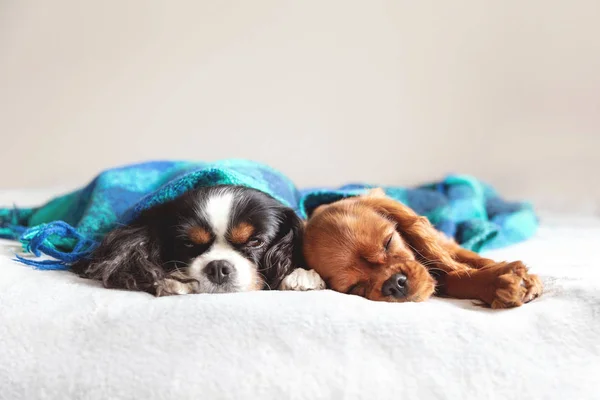 Zwei Hunde Schlafen Zusammen Unter Der Warmen Decke — Stockfoto