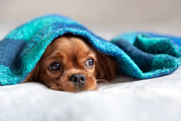 Lindo Perro Sleepeing Bajo Caliente Manta — Foto de Stock