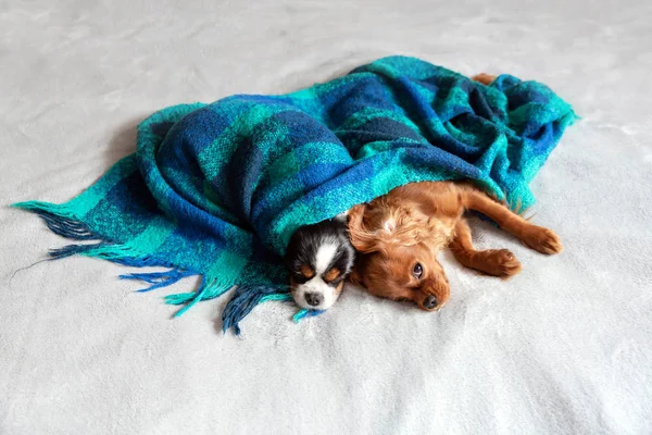 Zwei Hunde Schlafen Zusammen Unter Der Warmen Decke — Stockfoto