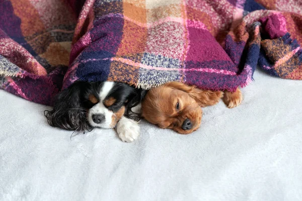 Zwei Hunde Schlafen Zusammen Unter Der Warmen Decke — Stockfoto