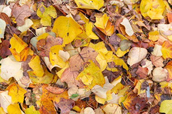 Colorful Pile Autumn Leaves — Stock Photo, Image