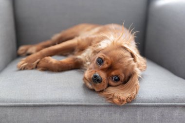 Sevimli köpek cavalier İspanyol koltukta yalan
