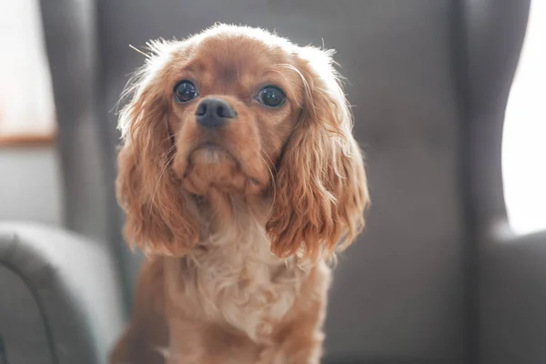 肘掛け椅子に座ってキャバリア スパニエルのかわいい子犬 — ストック写真