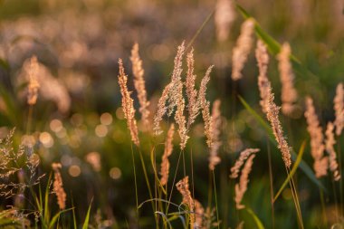 Gün batımı ışık yaz çayır
