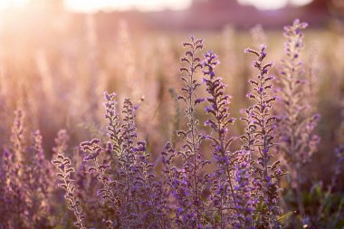 Gün batımı ışık yaz çayır