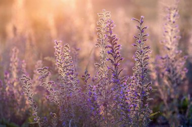 Gün batımı ışık yaz çayır
