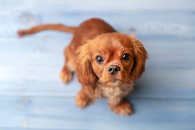 Sevimli köpek mavi katta oturan