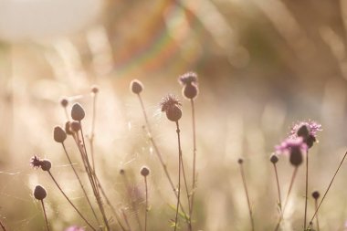 Güzel gün batımı ışık çayır üzerinde büyüyen thistle