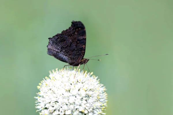 Бабочка Павлин Aglais Сидит Цветке — стоковое фото