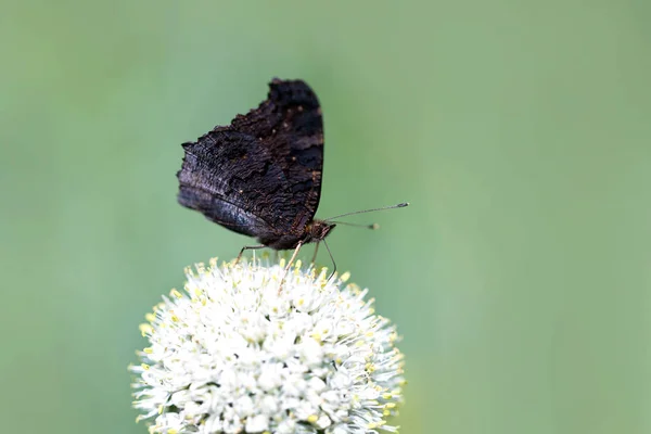 Papillon Paon Aglais Assis Sur Une Fleur — Photo