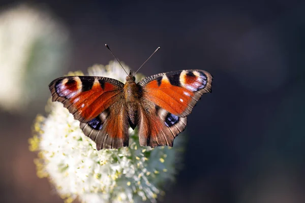 Papillon Paon Aglais Assis Sur Une Fleur — Photo